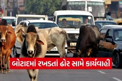 Botad Stray Cattle Action 2026 1