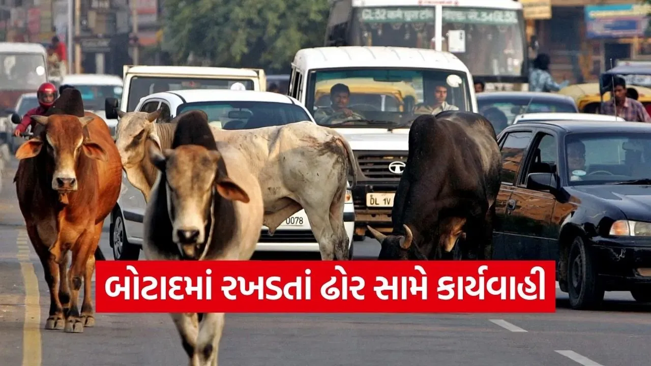 Botad Stray Cattle Action 2026 1.jpg