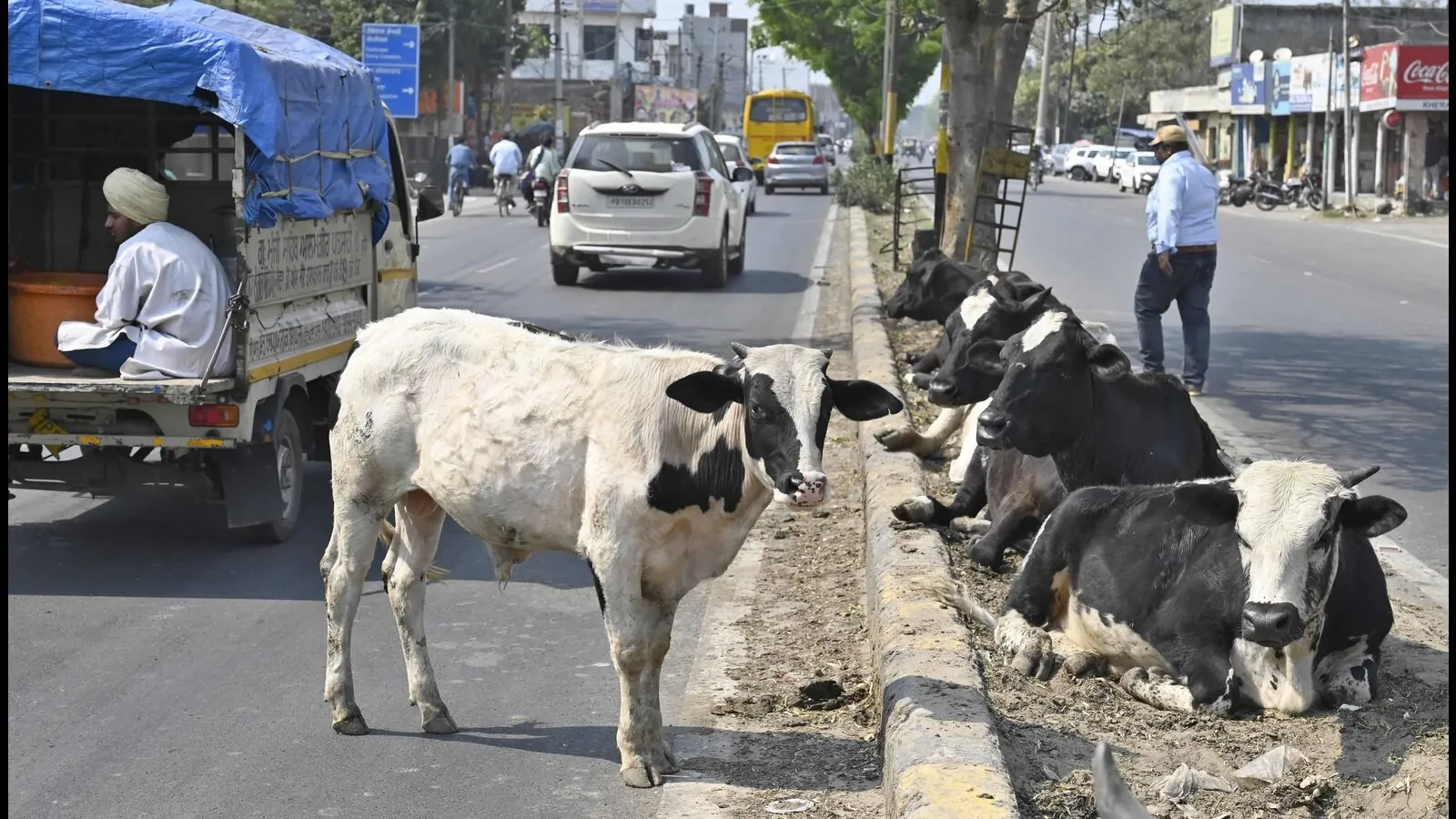 ટ્રાફિક અવરોધ અને અકસ્માતોની સમસ્યાને ધ્યાને રાખી બોટાદમાં રખડતાં પશુઓ સામે વિશેષ ઝુંબેશ 3 Botad Stray Cattle Action 2026 2.png