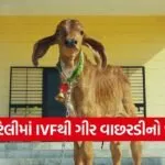 Gujarat First Gir IVF Calf Success