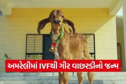 Gujarat First Gir IVF Calf Success