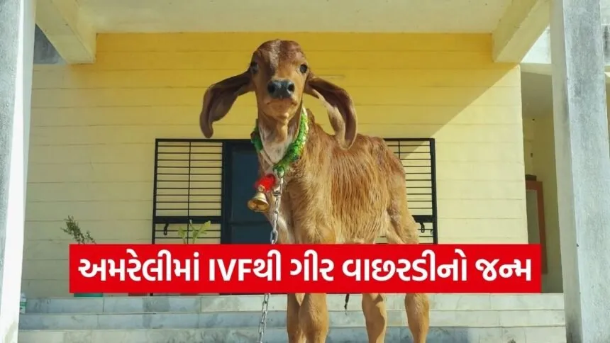 Gujarat First Gir IVF Calf Success
