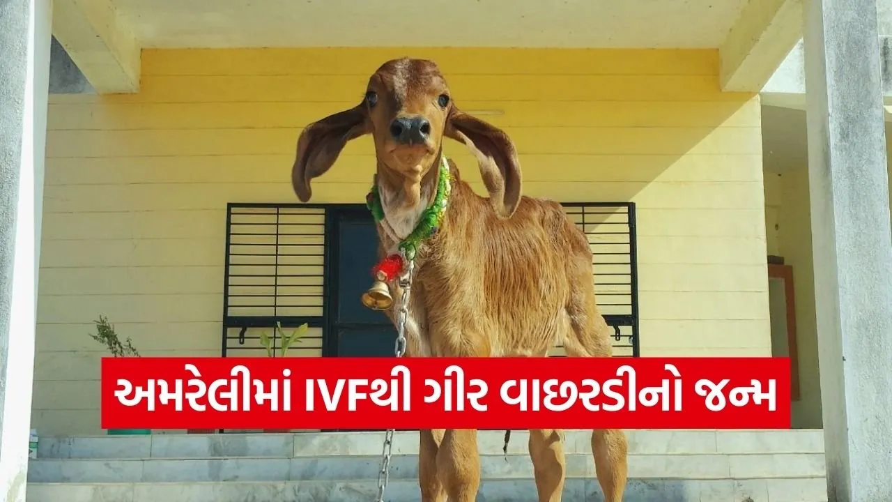 Gujarat First Gir IVF Calf Success.jpg