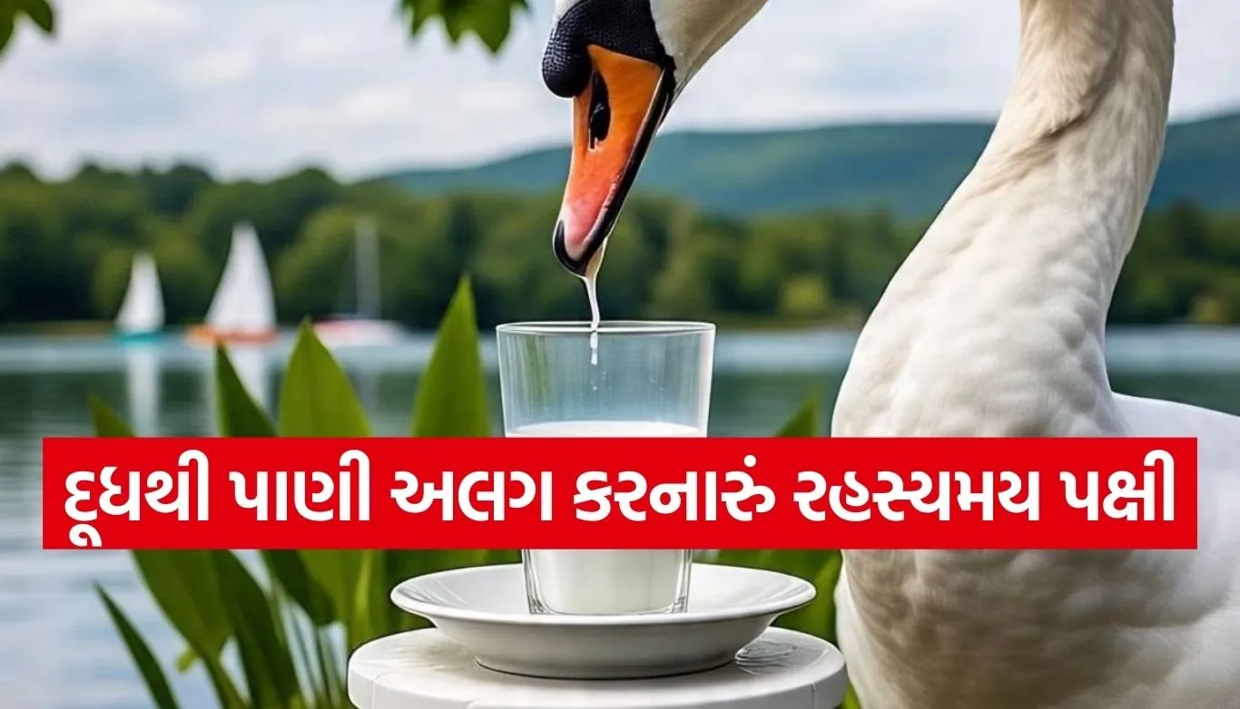 Rajhans bird
