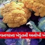 Bhavnagar Natural Farming Foreign Vegetables Success 1