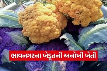 Bhavnagar Natural Farming Foreign Vegetables Success 1