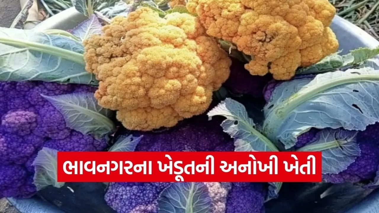 Bhavnagar Natural Farming Foreign Vegetables Success 1.jpg