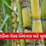 valsad sugarcane pest management advisory 1