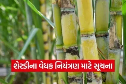 valsad sugarcane pest management advisory 1