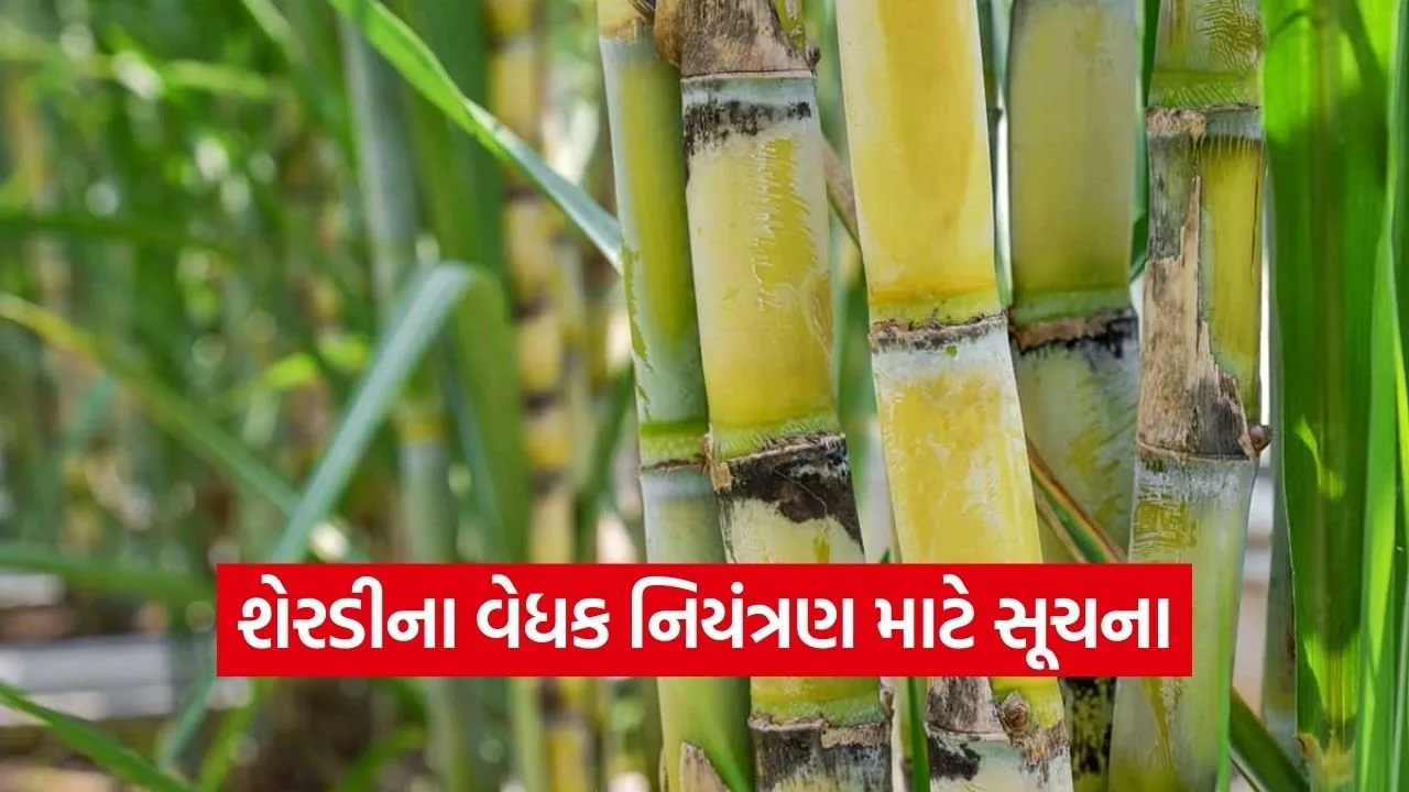 valsad sugarcane pest management advisory 1.jpg