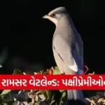 Chhari Dhandh Ramsar Site Grey Hypocolius Kutch
