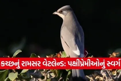 Chhari Dhandh Ramsar Site Grey Hypocolius Kutch