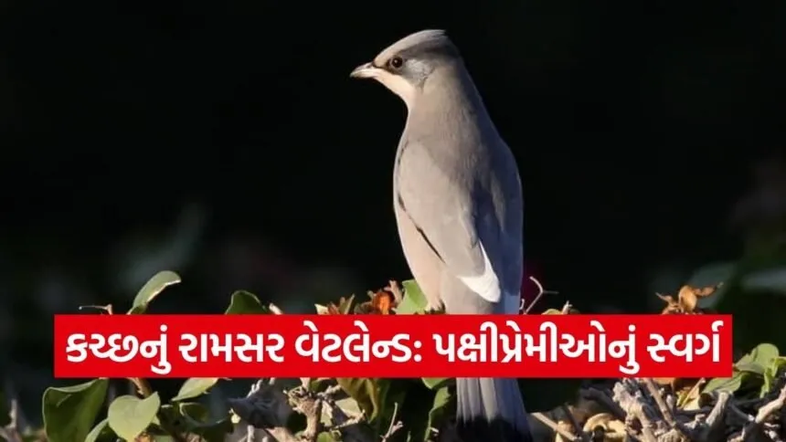 Chhari Dhandh Ramsar Site Grey Hypocolius Kutch
