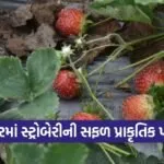 Idar Natural Strawberry Farming Success 1