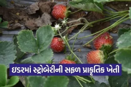Idar Natural Strawberry Farming Success 1