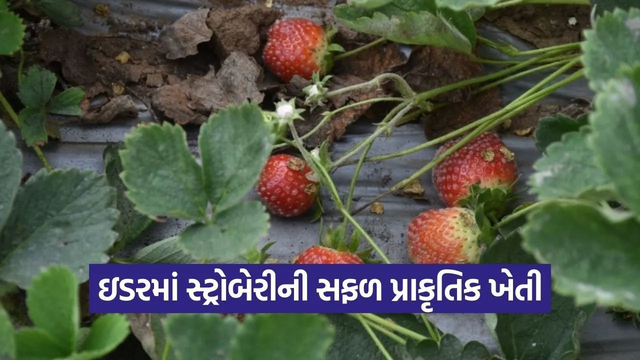 Idar Natural Strawberry Farming Success 1.jpg