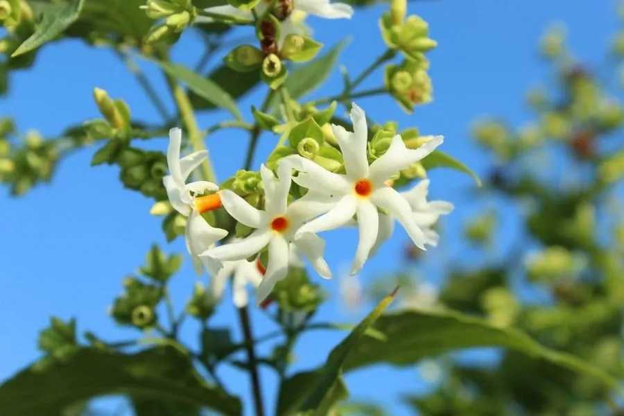 Parijat Plant
