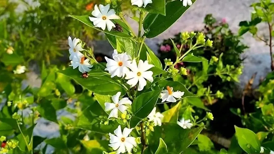 શું તમારા ઘરે પણ છે પારિજાતનો છોડ? જાણો આ દિવ્ય છોડ કેવી રીતે બદલી શકે છે તમારું નસીબ! 2 Parijat Plant