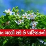Parijat Plant