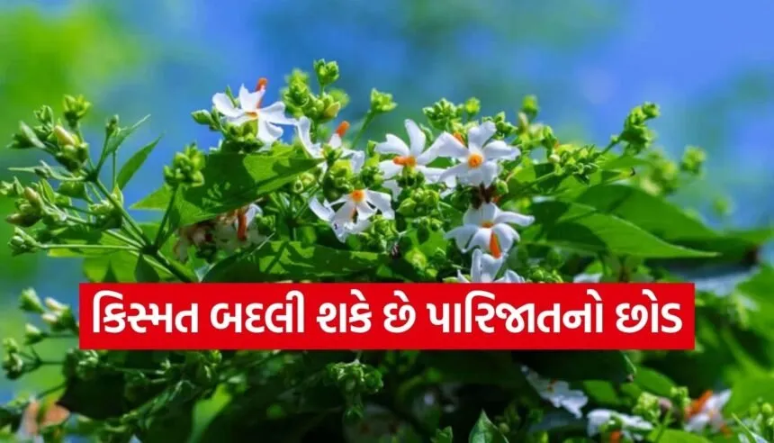Parijat Plant