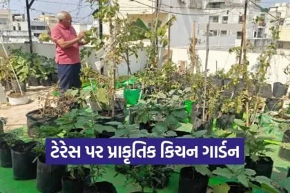 Terrace Kitchen Gardening Natural Farming India