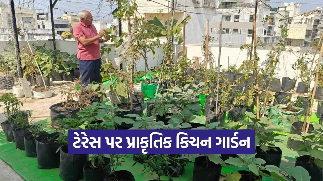 Terrace Kitchen Gardening Natural Farming India.jpg