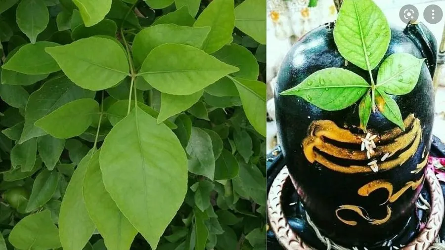 Mahashivratri Puja Rules