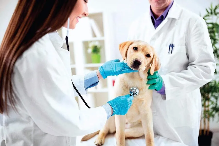 Dog related career courses