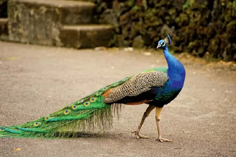 Zodiac spirit animal