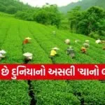 Tea Garden of the World