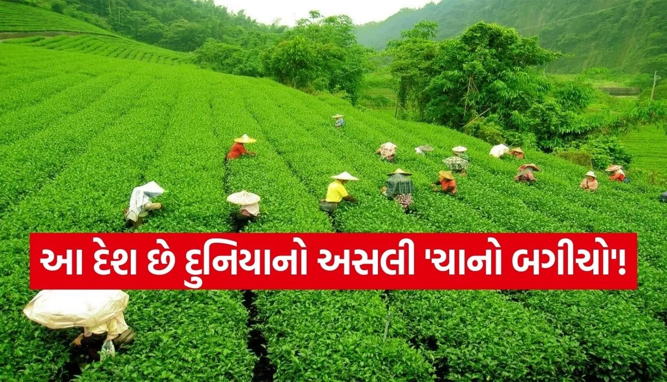 Tea Garden of the World