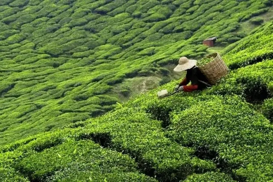 Tea Garden of the World