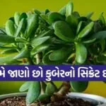 Crassula Plant
