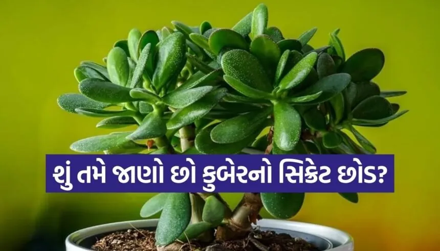 Crassula Plant