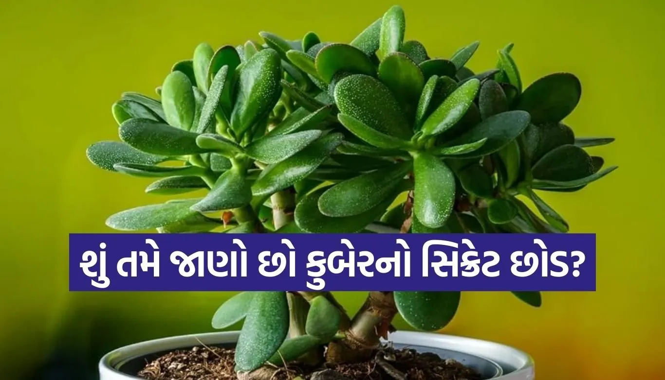 Crassula Plant