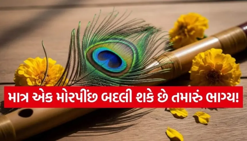 Peacock feather