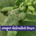 Anand Tobacco Crop Pest Advisory