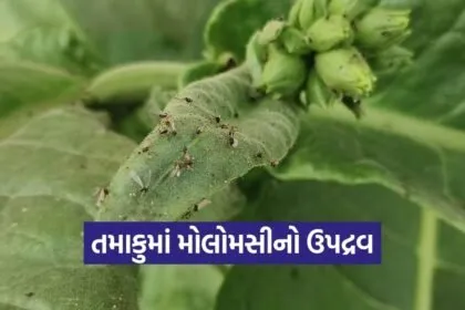 Anand Tobacco Crop Pest Advisory