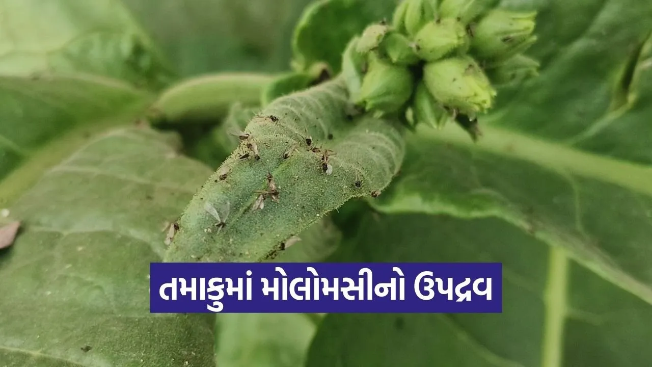 Anand Tobacco Crop Pest Advisory.jpg