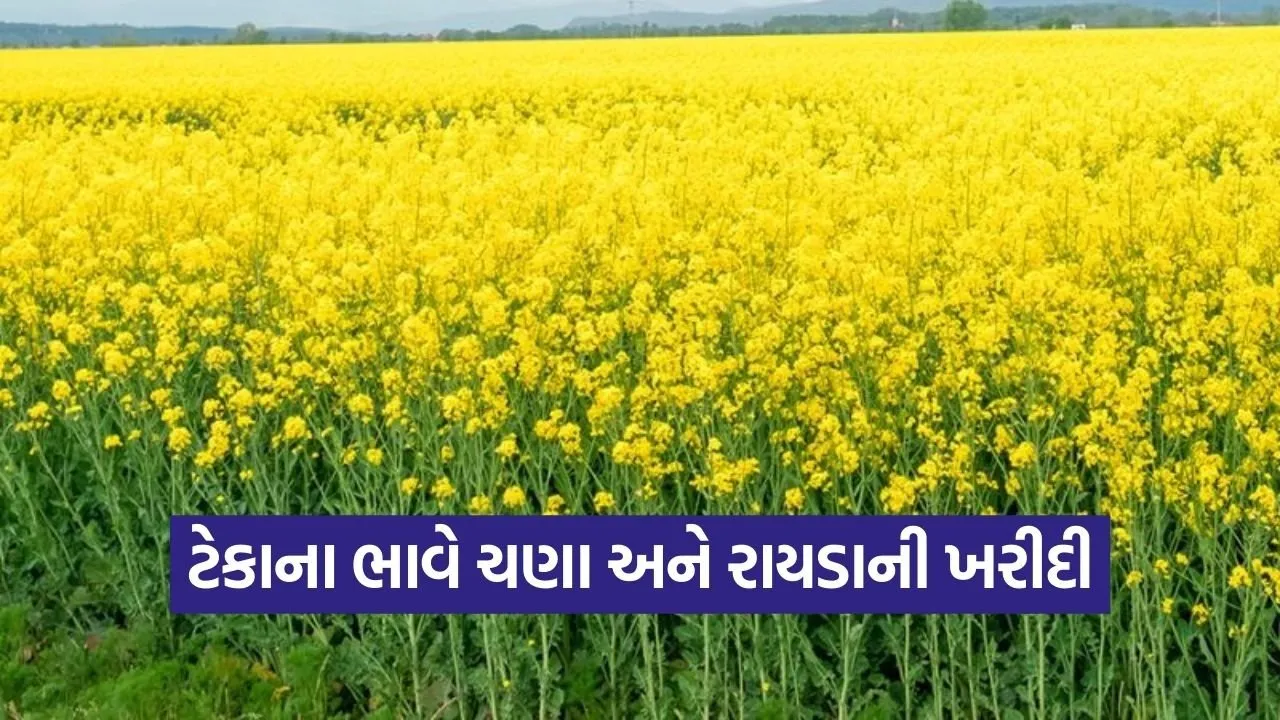 botad pss chana mustard registration 2025 26 1.jpg
