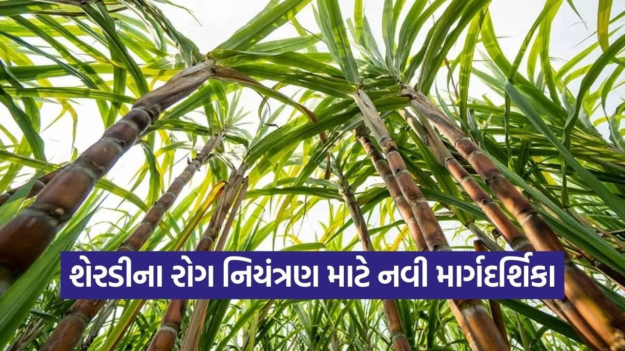 sugarcane integrated disease management guidelines 1.jpg