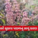 Tulsi 2002