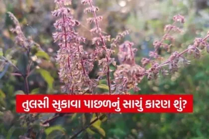 Tulsi 2002
