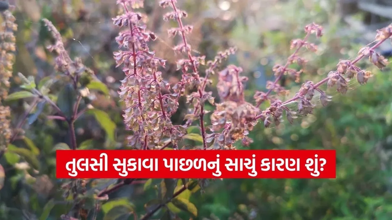 Tulsi 2002.jpg