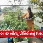 Vadodara Terrace Kitchen Gardening Success Story 1