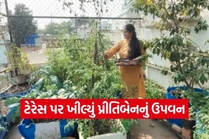 Vadodara Terrace Kitchen Gardening Success Story 1