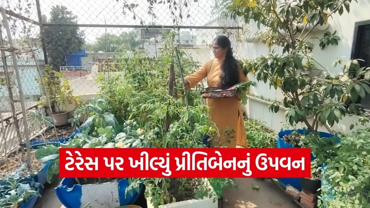 Vadodara Terrace Kitchen Gardening Success Story 1.jpg