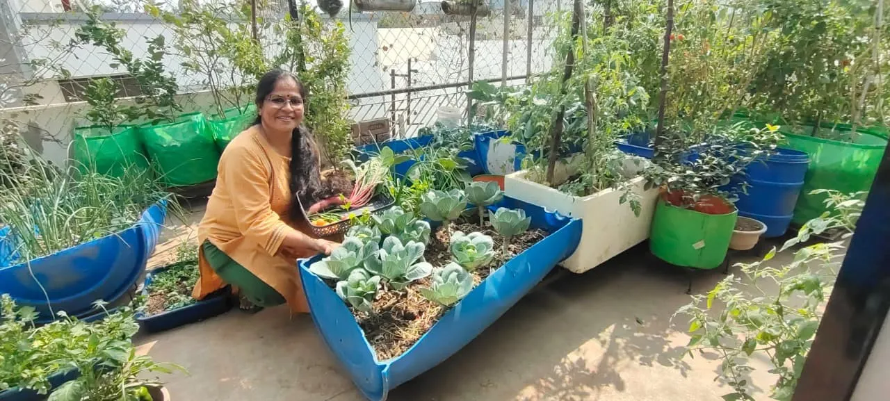 વડોદરાની પ્રીતિબેને પ્રેમથી કર્યું સિંચન, ટેરેસ પર સર્જ્યું શાકભાજી અને ફળોનું હરિયાળું ઉપવન 3 Vadodara Terrace Kitchen Gardening Success Story 2.png