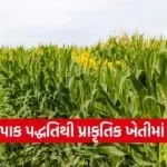Natural Farming Mixed Cropping System Gujarat 1