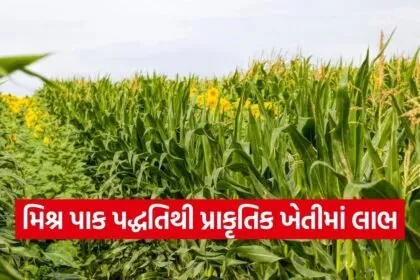 Natural Farming Mixed Cropping System Gujarat 1